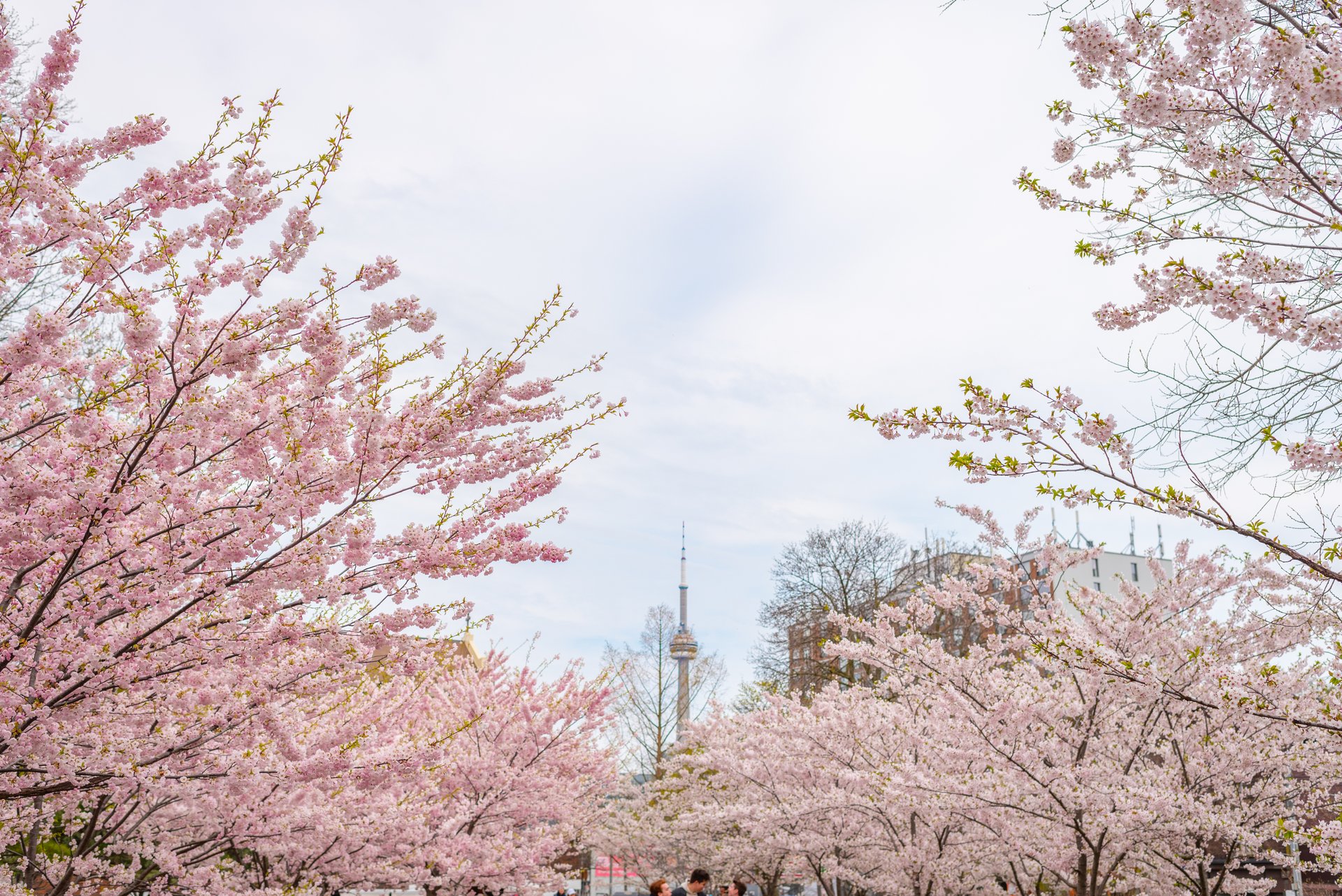 Toronto Cherry Blossoms