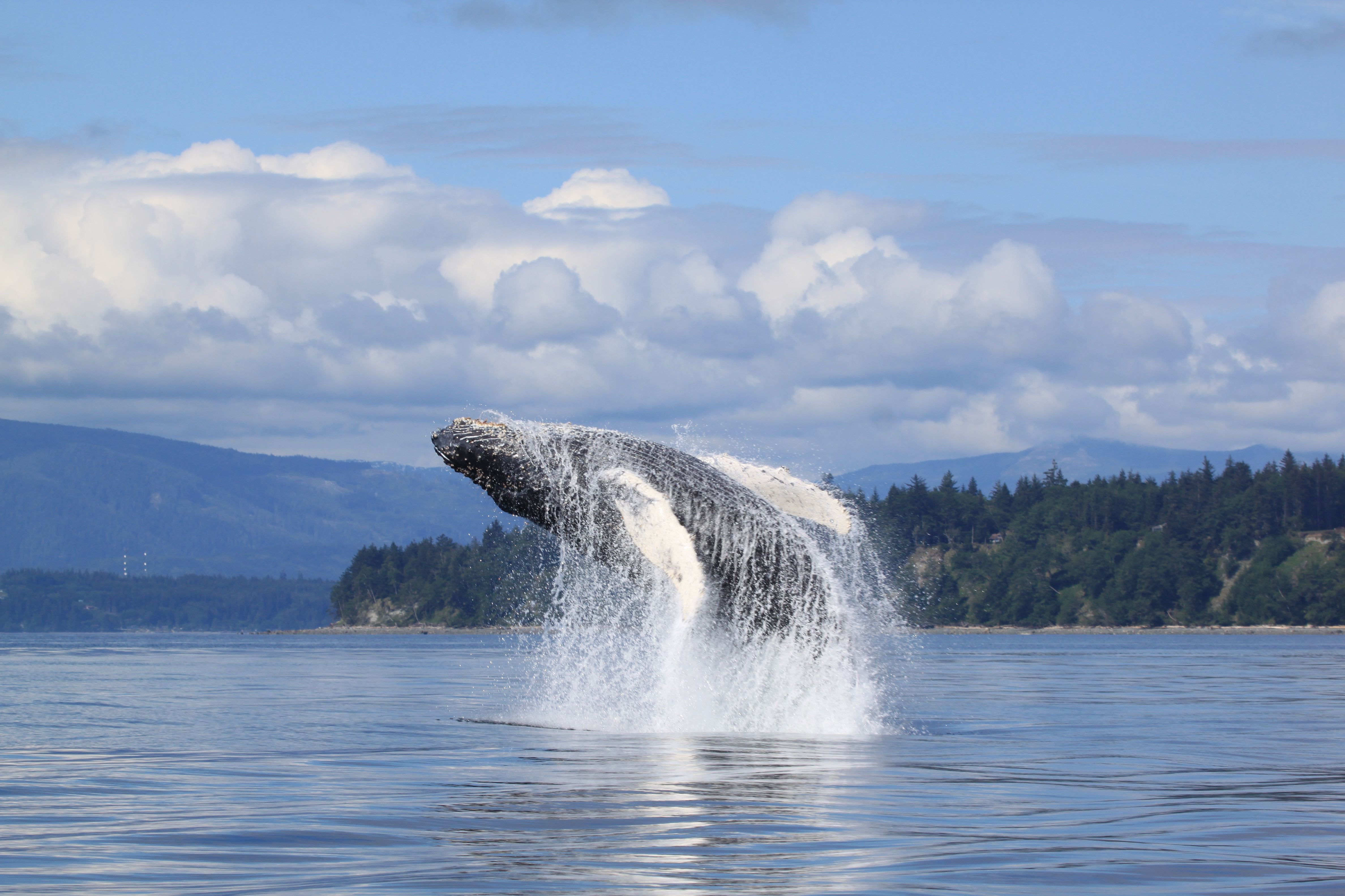 A whale performs a launch in the ocean off the coast of Vancouver