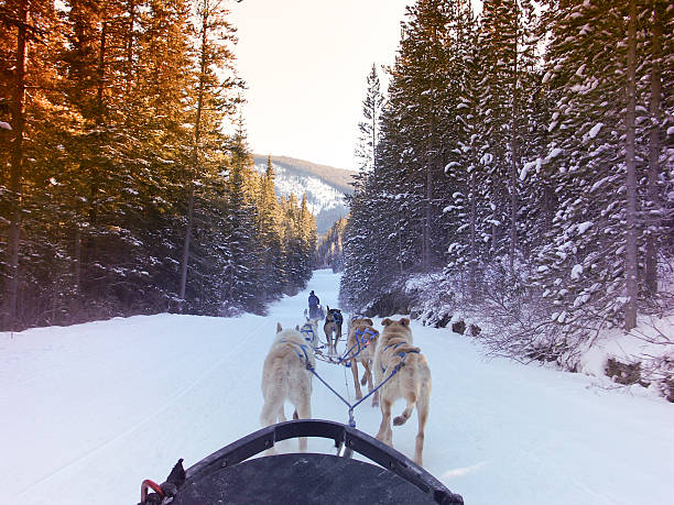 husky dogsledding in Alberta, Canada