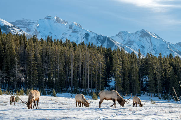 winter elk in Banff