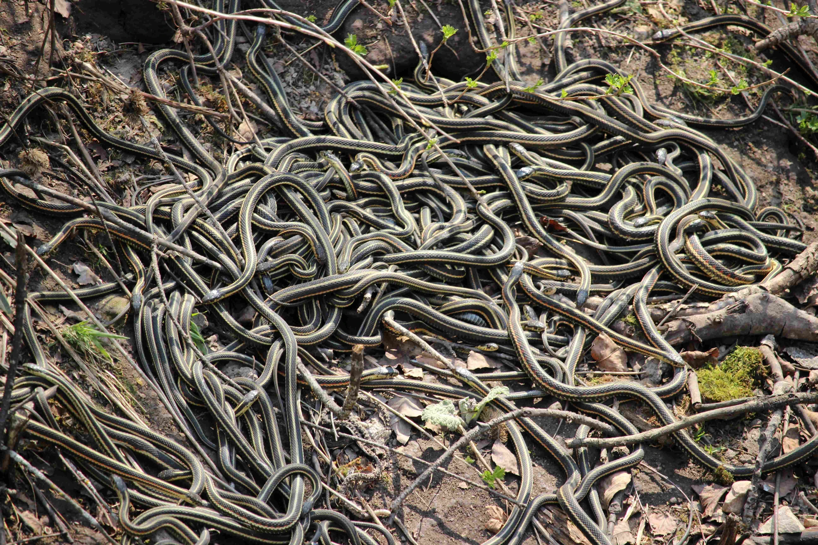 Narcisse Snake Dens