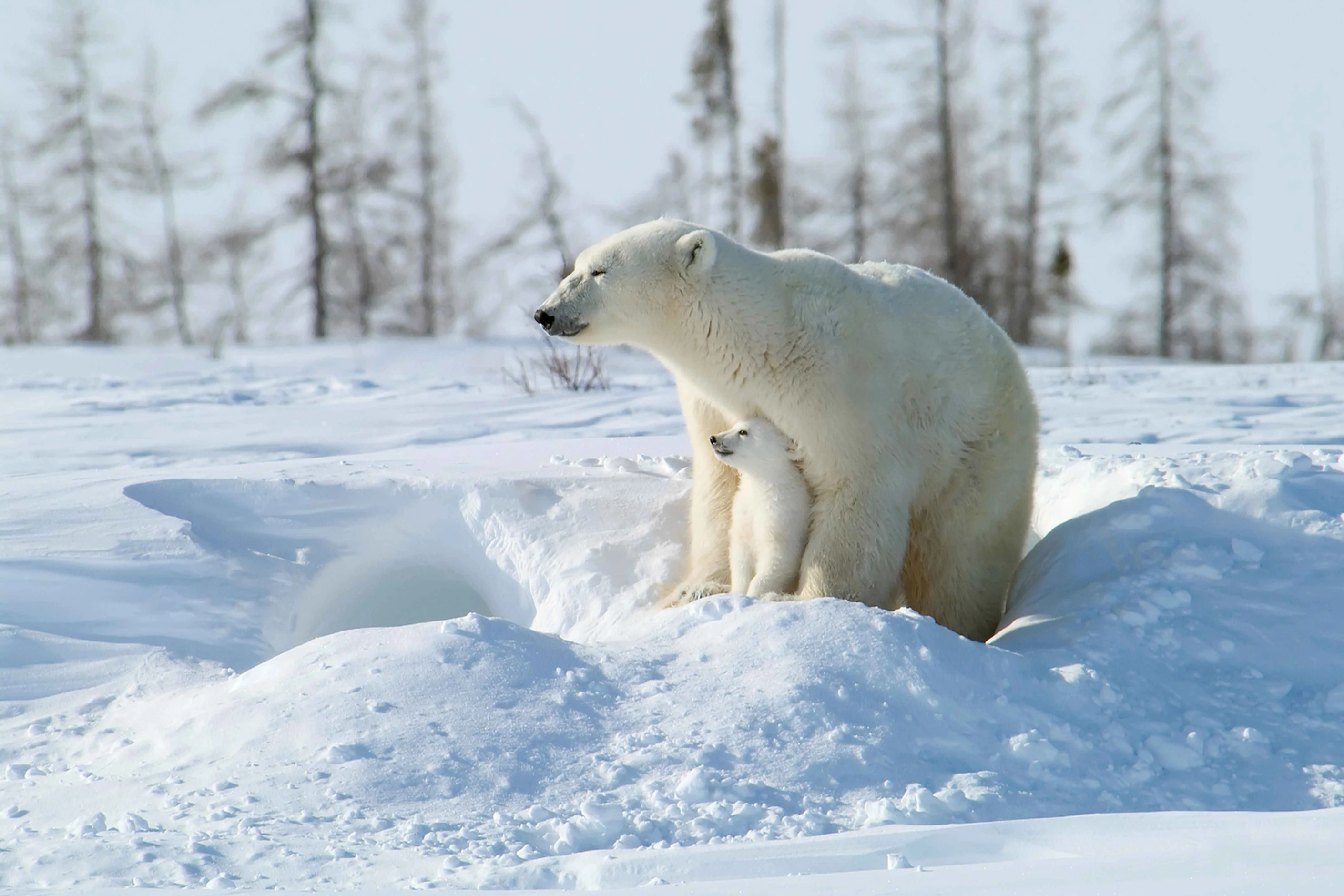 Polar bear family at Wapusk National Park