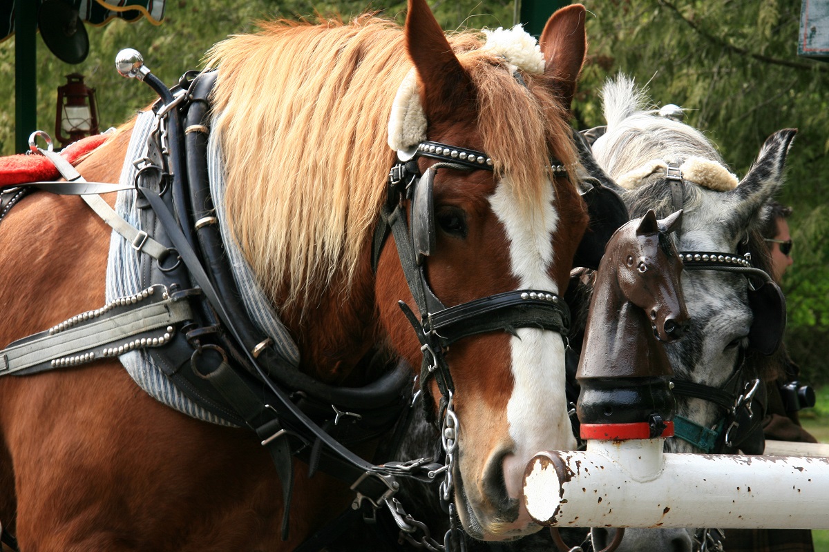 Horse carriage ride in Stanley Park