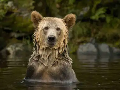 bear
