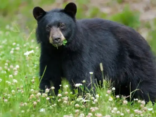 Black-Bear.jpg