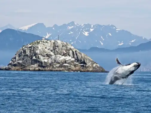 humpback-whale-1744267_1280.jpg