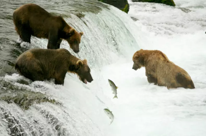 iStock_5892917_grizzly_bears_fishing_for_salmon_Alaska.jpg