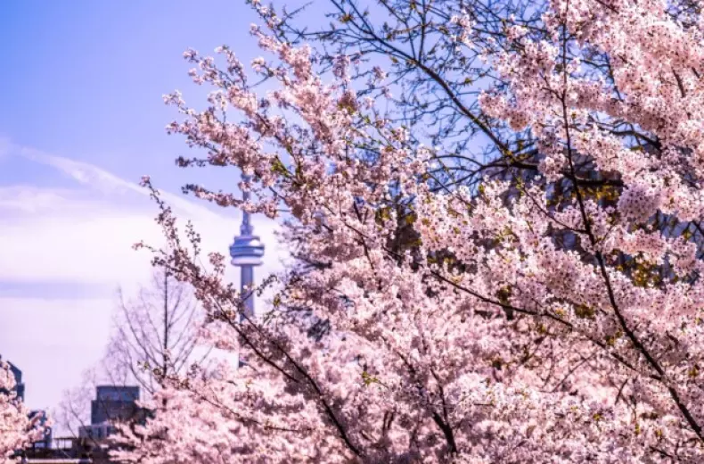 Cherry-Blossom-in-Toronto.jpg