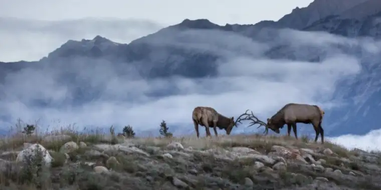 Elk_Journey_Through_The_Clouds_Photocredit_Rocky_Mountaineer