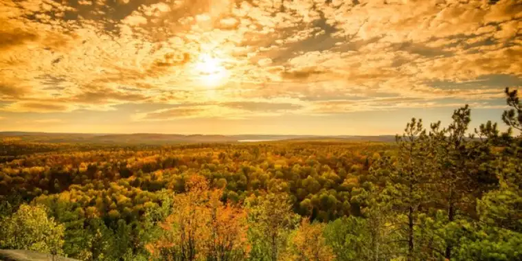 Sunlight Over the Treetops in an Autumn Forest - Golden