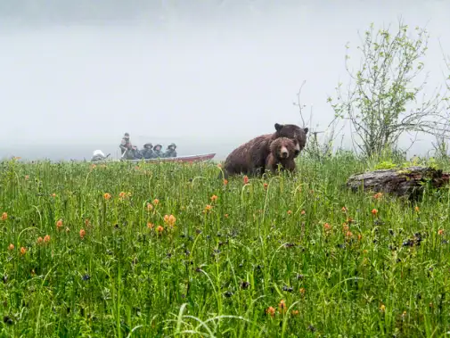 Observing by boat, brown bears in a  lush green meadow