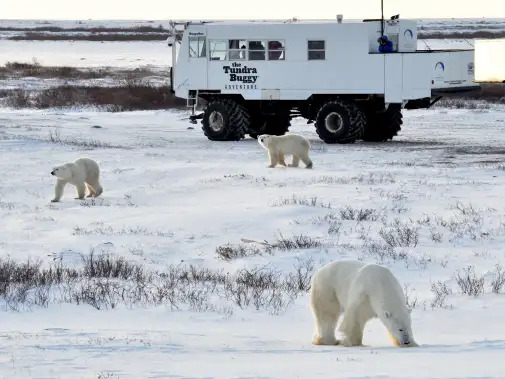great-white-bear-tours_0533_credit-travel-manitoba.JPG