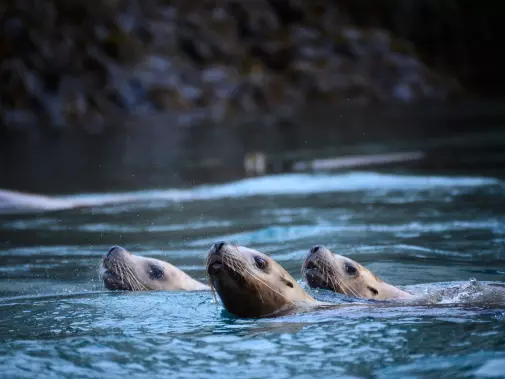 inian-islands---sea-lion-trio.jpg