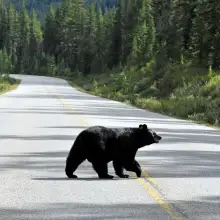 black bear crossing a road