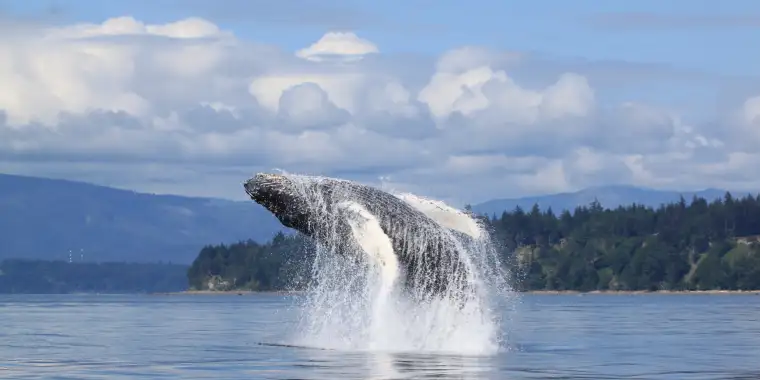 Humpback Whale