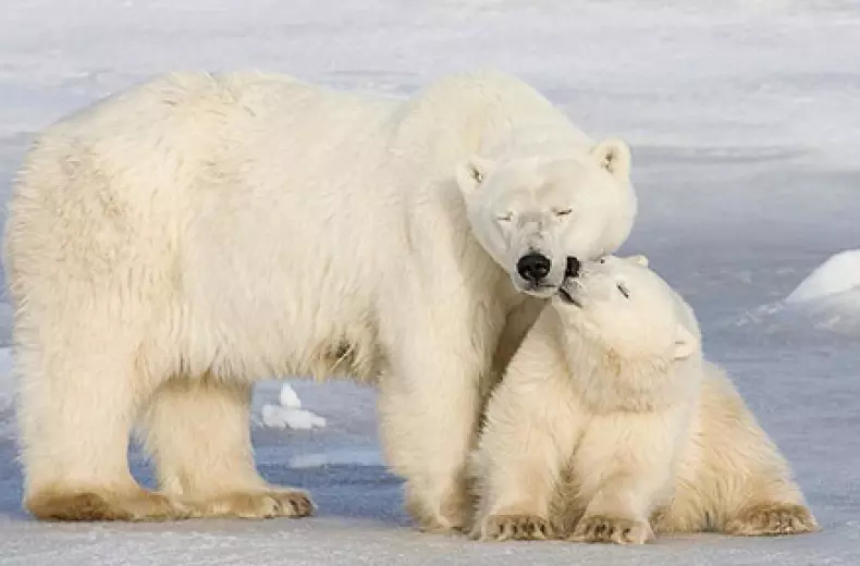 polar-bears.jpg