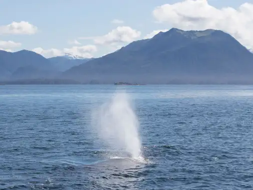 sbn_abc_rsay17_humpback-whale_sitka_alaska.jpg