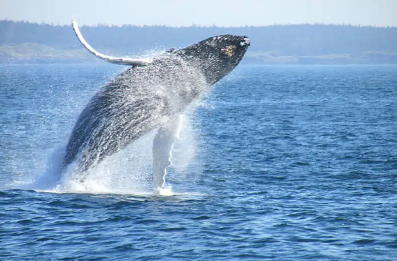 whale-in-bay-of-fundy.jpg