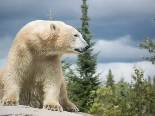 cochrane-polar-bear.jpg