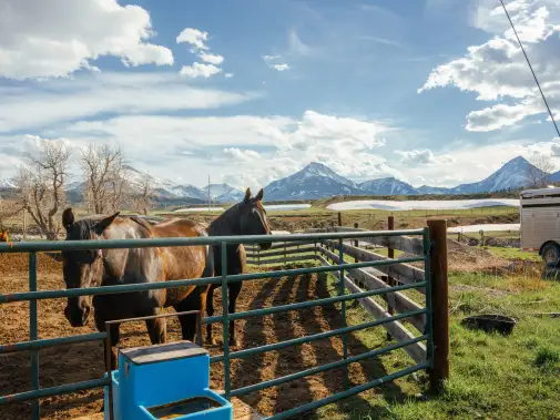 a24-034699---medium-res-jpg-thanksgiving-ranch.jpg