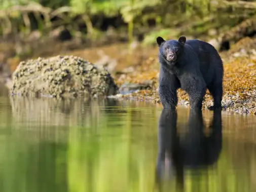 jamies-whaling-station-black-bears-12.jpg