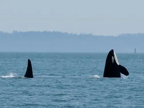 rdvtour_tofino13.JPG