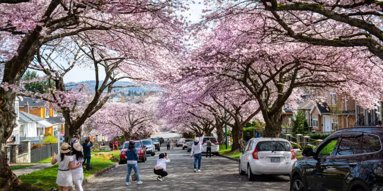 Cherry blossoms in spring bloom on a residential street in Vancouver