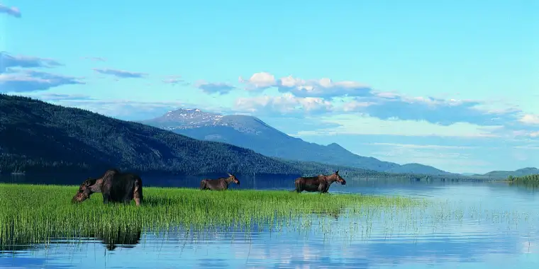 Moose grazing on horsetail grass in wetlands in Yukon